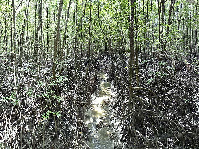 Mangrove Forest